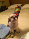 Thai the Shih Tzu