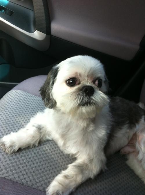 Thai the Shih Tzu