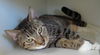 Grace the Tabby Boots