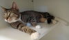 Grace the Tabby Boots
