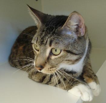 Grace the Tabby Boots