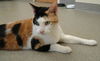 Delores the Calico