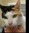 Delores the Calico