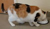Delores the Calico