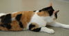 Delores the Calico
