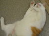 Delores the Calico