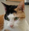 Delores the Calico