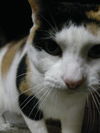 Delores the Calico