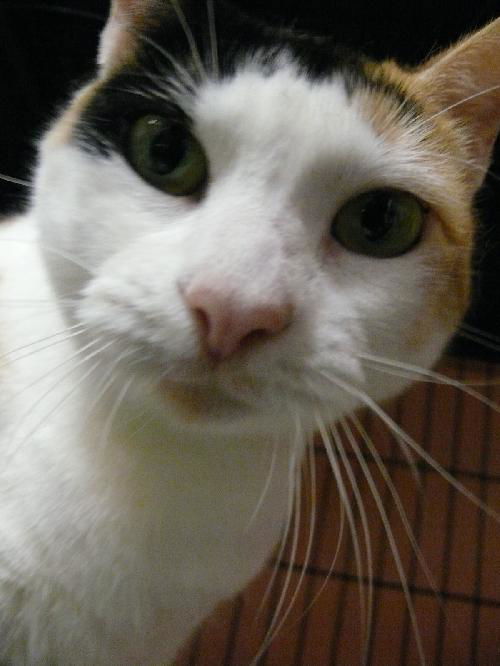 Delores the Calico