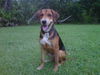 Jack the Shepherd/Hound Mix