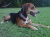 Jack the Shepherd/Hound Mix