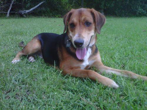 Jack the Shepherd/Hound Mix