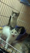 Aspen the Adventurous Kitten