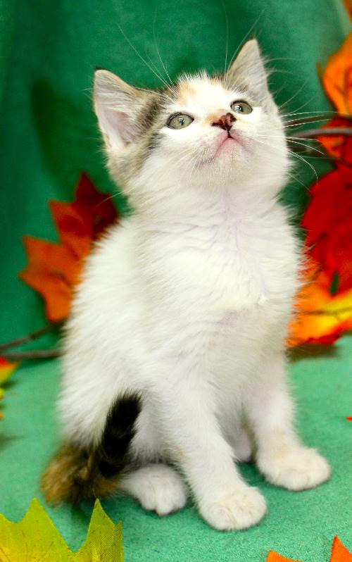 Aspen the Adventurous Kitten