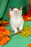 Aspen the Adventurous Kitten