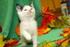 Aspen the Adventurous Kitten