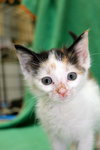 Clover the Sweet Kitten