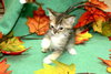 Thistle the Tiny Baby Kitten