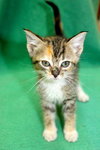 Thistle the Tiny Baby Kitten