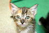 Thistle the Tiny Baby Kitten
