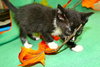 Rowan the Quirky Kitten