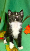 Rowan the Quirky Kitten