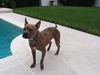 Stripey the Social Terrier