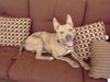 Stripey the Social Terrier