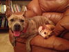 Stripey the Social Terrier
