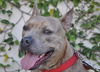 Stripey the Social Terrier