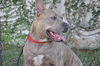 Stripey the Social Terrier