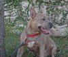 Stripey the Social Terrier