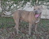 Stripey the Social Terrier