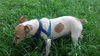 Bella the Jack Russell