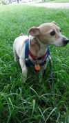 Bella the Jack Russell
