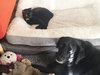 Espresso the Mini-Lab