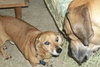 Rusty Pipe the Dachshund