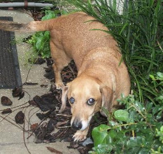 Rusty Pipe the Dachshund