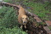 Rusty Pipe the Dachshund
