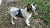 Wynter the Blue Merle Collie