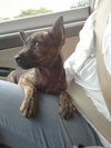 Fran the Brindle Beauty