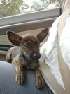Fran the Brindle Beauty