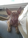Fran the Brindle Beauty