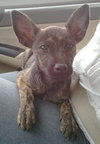 Fran the Brindle Beauty