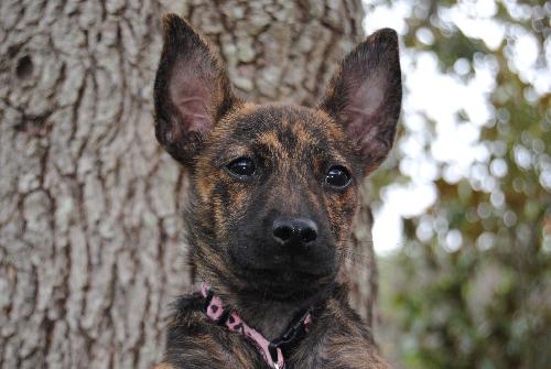 Fran the Brindle Beauty