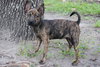 Fran the Brindle Beauty