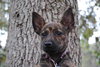 Fran the Brindle Beauty