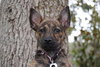 Fran the Brindle Beauty