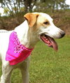 Hilda the Happy Hound