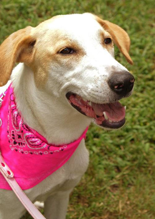 Hilda the Happy Hound
